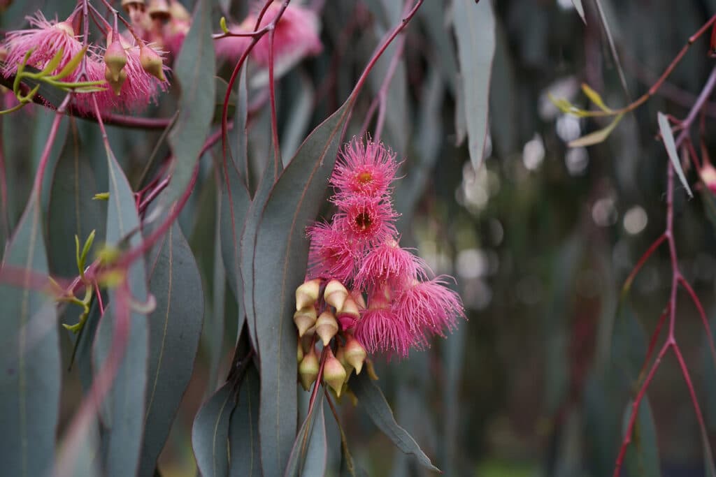 Red ironbark