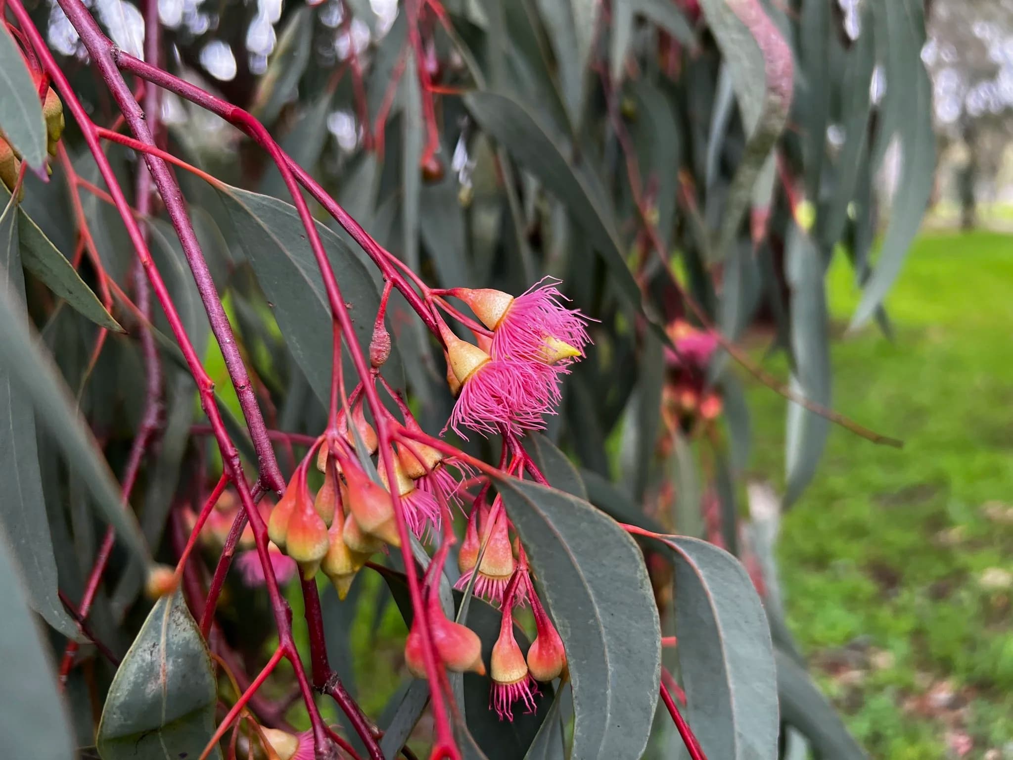 red iron bark flowering