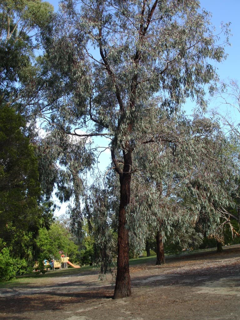 The red iron bark in situ